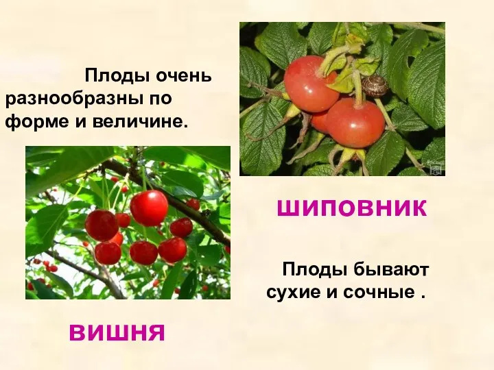 Плоды очень разнообразны по форме и величине. Плоды бывают сухие и сочные . шиповник вишня