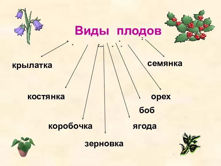 Виды плодов костянка семянка коробочка ягода орех крылатка зерновка боб