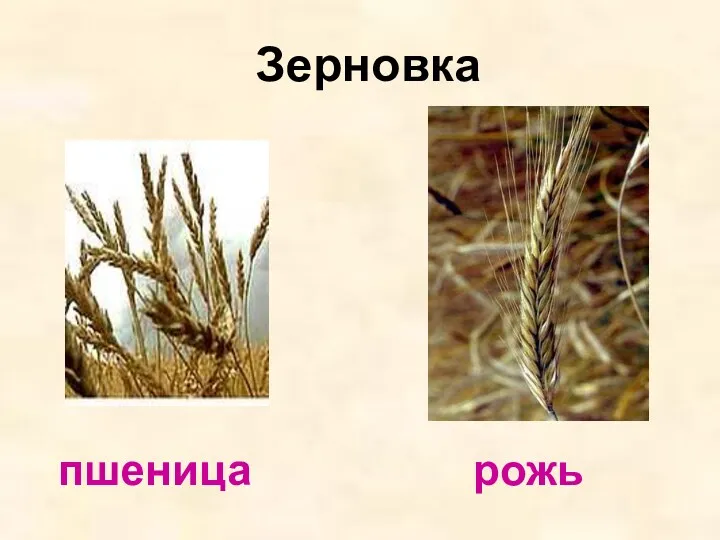 Зерновка пшеница рожь