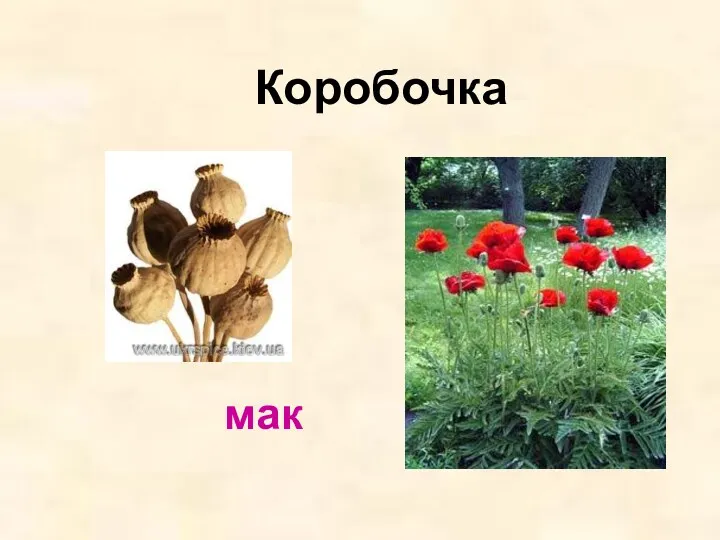 Коробочка мак