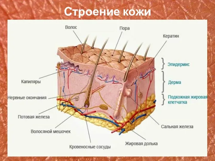 Строение кожи