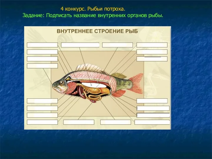 4 конкурс. Рыбьи потроха. Задание: Подписать название внутренних органов рыбы.