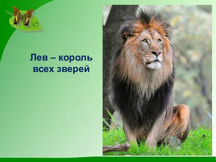 Лев – король всех зверей