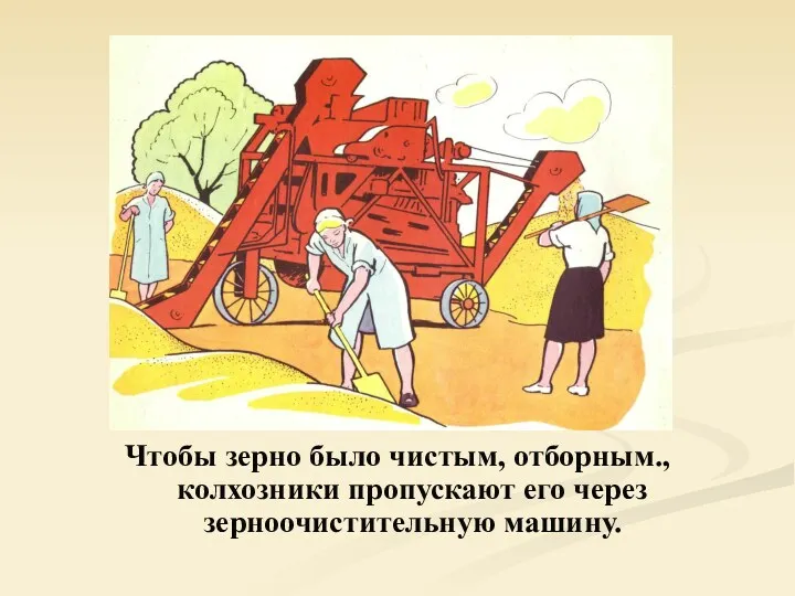 Чтобы зерно было чистым, отборным., колхозники пропускают его через зерноочистительную машину.