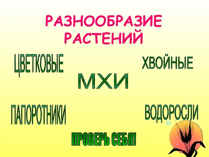 РАЗНООБРАЗИЕ РАСТЕНИЙ ЦВЕТКОВЫЕ ПАПОРОТНИКИ ХВОЙНЫЕ ВОДОРОСЛИ МХИ ПРОВЕРЬ СЕБЯ!