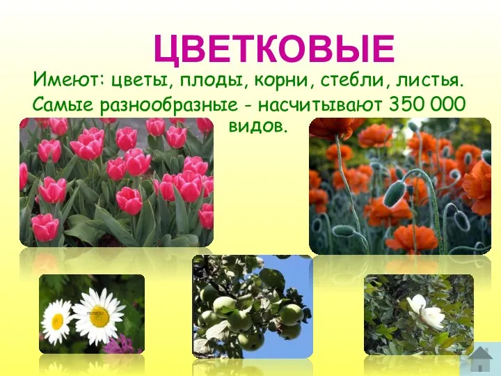 ЦВЕТКОВЫЕ Имеют: цветы, плоды, корни, стебли, листья. Самые разнообразные - насчитывают 350 000 видов.