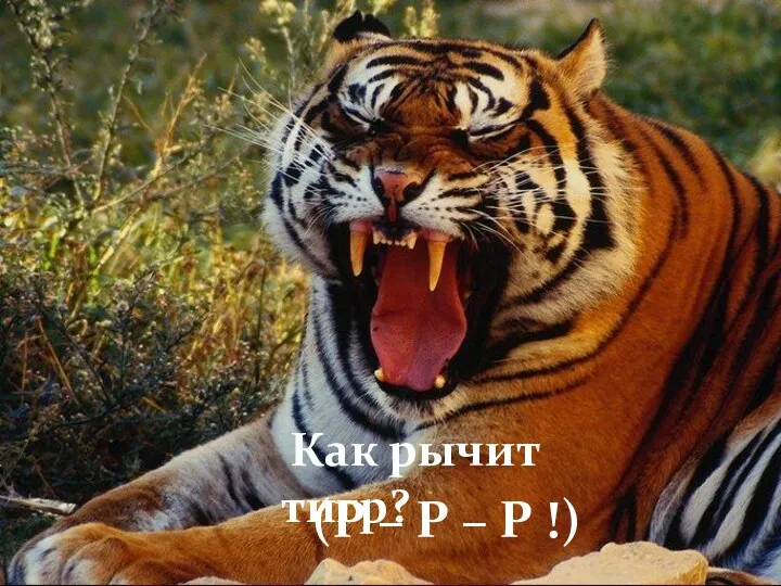 Как рычит тигр? (Р – Р – Р !)