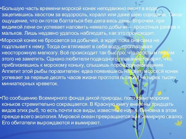 Большую часть времени морской конек неподвижно висит в воде, зацепившись