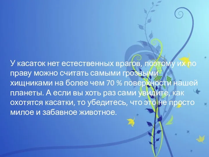 У касаток нет естественных врагов, поэтому их по праву можно