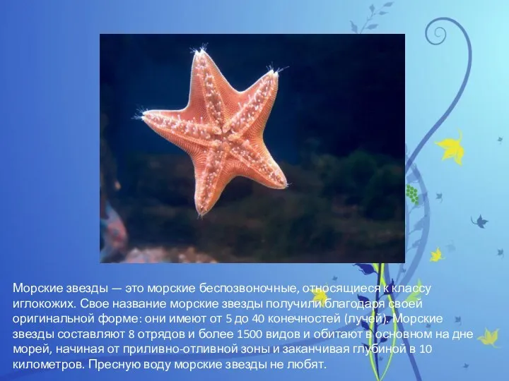 Морские звезды — это морские беспозвоночные, относящиеся к классу иглокожих. Свое название морские