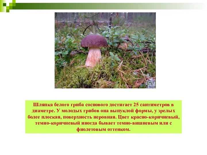 Шляпка белого гриба соснового достигает 25 сантиметров в диаметре. У