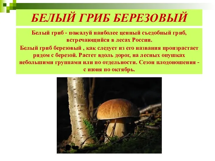 Белый гриб - пожалуй наиболее ценный съедобный гриб, встречающийся в