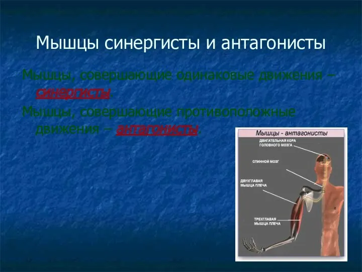 Мышцы синергисты и антагонисты Мышцы, совершающие одинаковые движения – синергисты. Мышцы, совершающие противоположные движения – антагонисты.