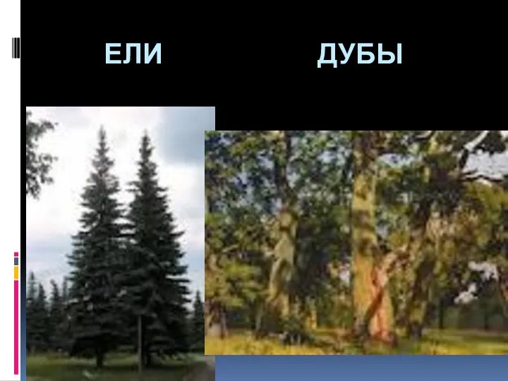 Ели дубы