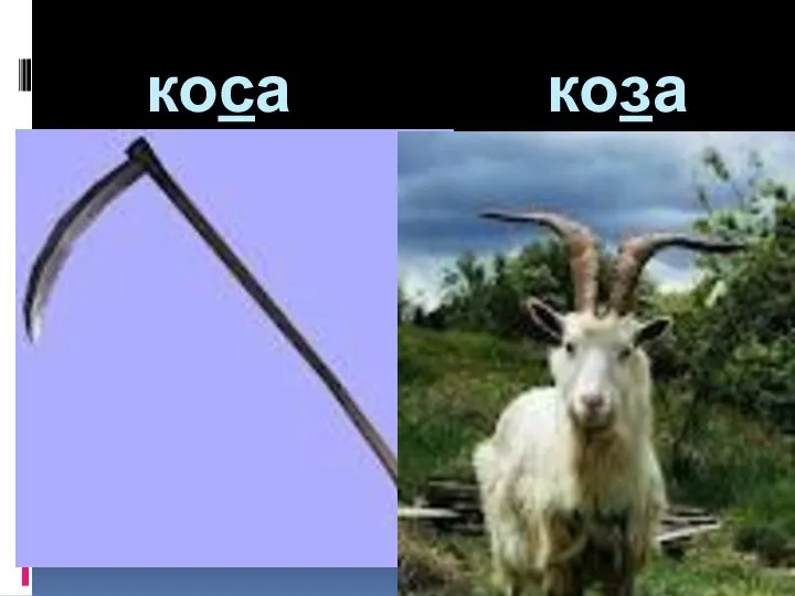 коса коза