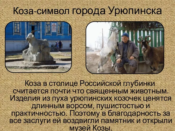 Коза-символ города Урюпинска Коза в столице Российской глубинки считается почти что священным животным.