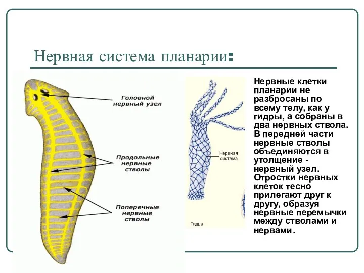 Нервная система планарии: Нервные клетки планарии не разбросаны по всему