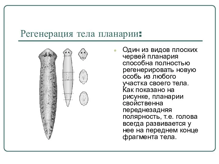 Регенерация тела планарии: Один из видов плоских червей планария способна