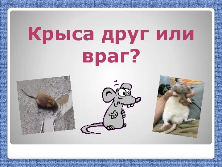 Крыса друг или враг?