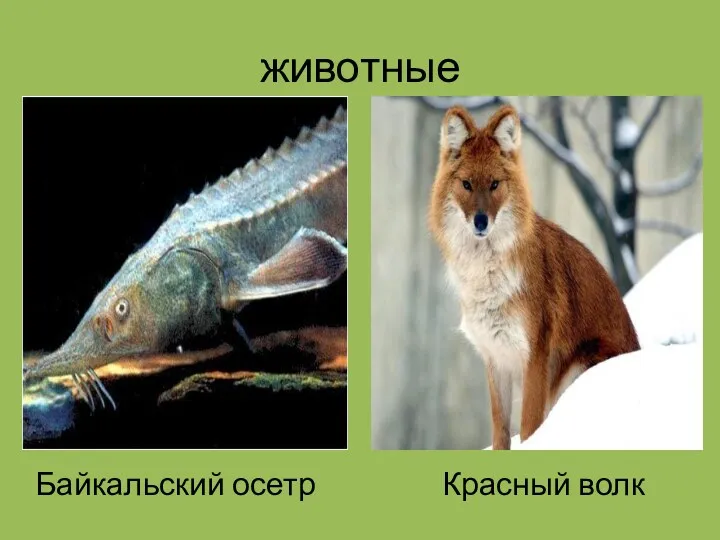 животные Байкальский осетр Красный волк