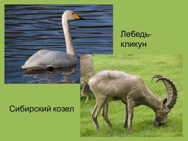 Лебедь-кликун Сибирский козел