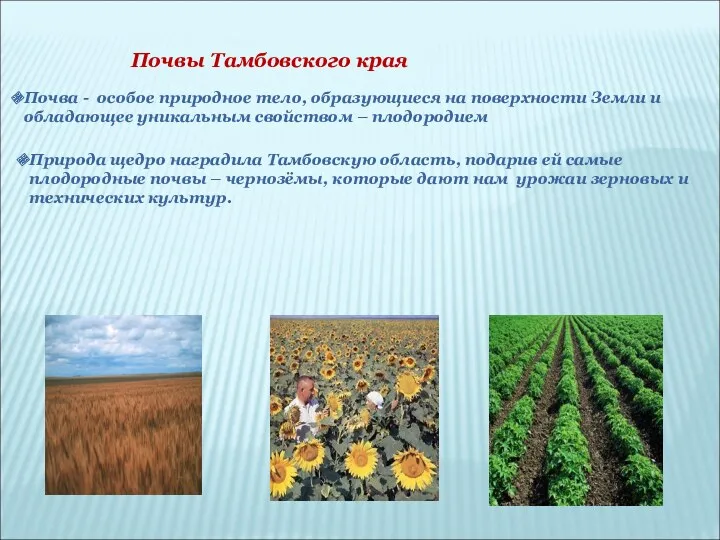 Почвы Тамбовского края Почва - особое природное тело, образующиеся на
