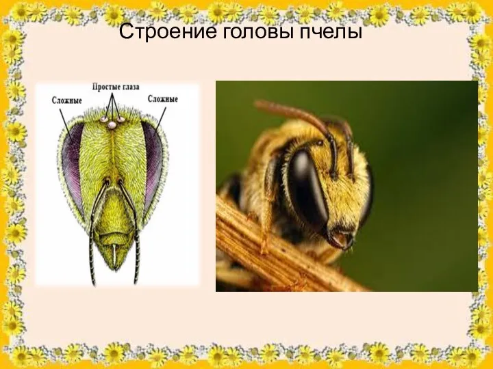 Строение головы пчелы