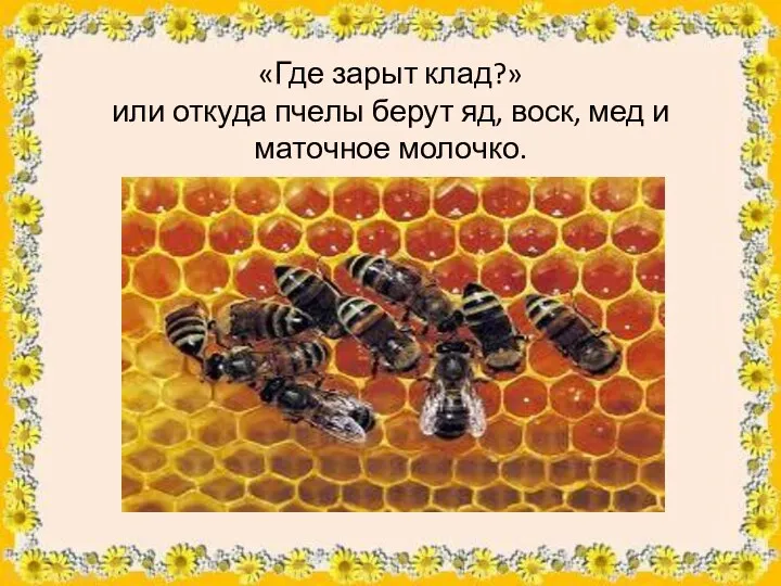 «Где зарыт клад?» или откуда пчелы берут яд, воск, мед и маточное молочко.