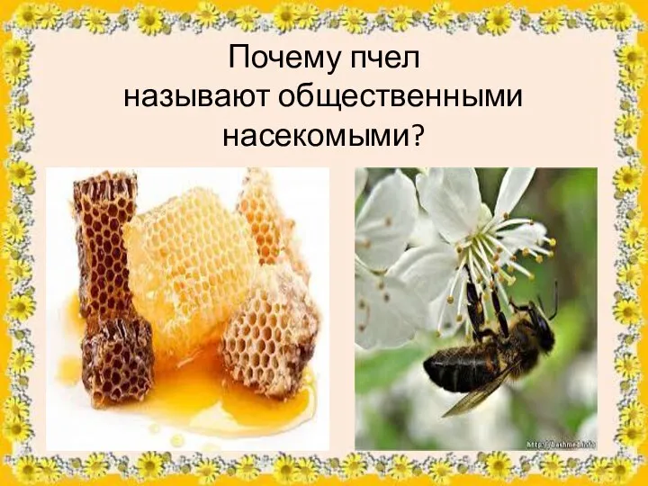 Почему пчел называют общественными насекомыми?