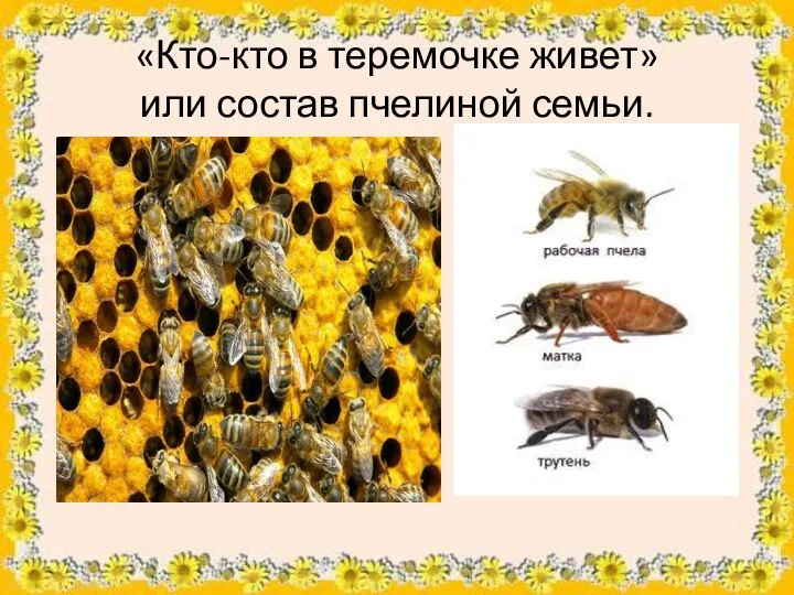 «Кто-кто в теремочке живет» или состав пчелиной семьи.