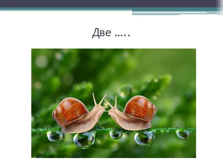 Две …..