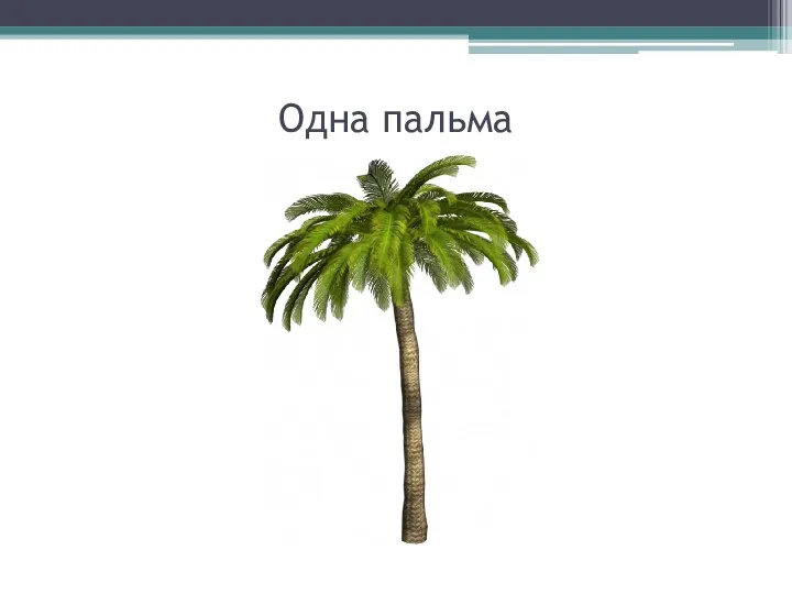 Одна пальма