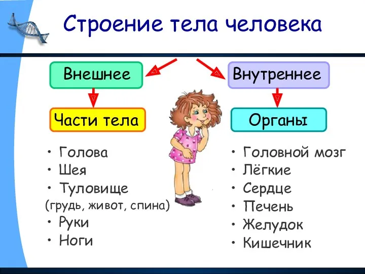 Строение тела человека Внешнее Внутреннее Голова Шея Туловище (грудь, живот,