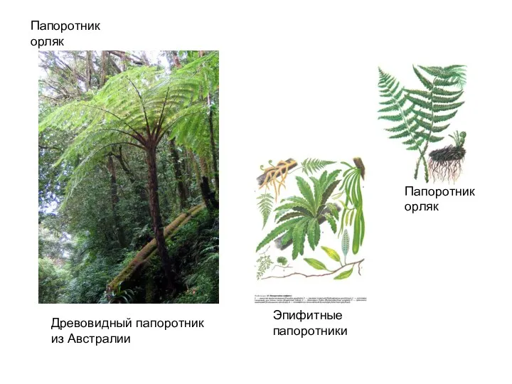 Папоротник орляк Папоротник орляк Эпифитные папоротники Древовидный папоротник из Австралии