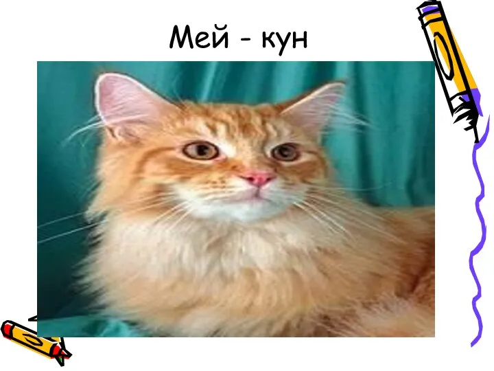 Мей - кун