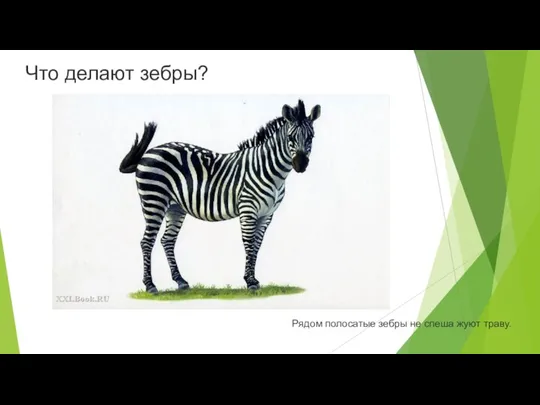 Что делают зебры? Рядом полосатые зебры не спеша жуют траву.