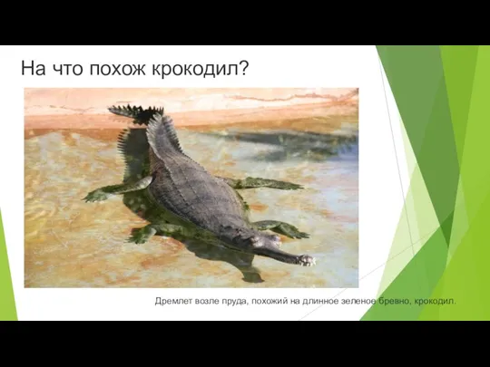 На что похож крокодил? Дремлет возле пруда, похожий на длинное зеленое бревно, крокодил.