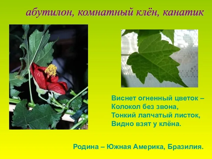 Виснет огненный цветок – Колокол без звона, Тонкий лапчатый листок, Видно взят у