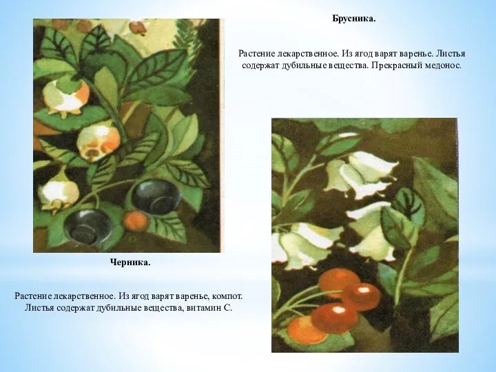 Черника. Растение лекарственное. Из ягод варят варенье, компот. Листья содержат дубильные вещества, витамин