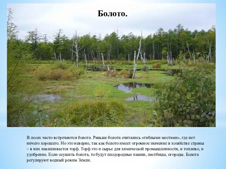 В лесах часто встречаются болота. Раньше болота считались «гиблыми местами»,