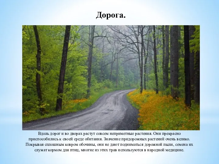 Вдоль дорог и во дворах растут совсем неприметные растения. Они прекрасно приспособились к