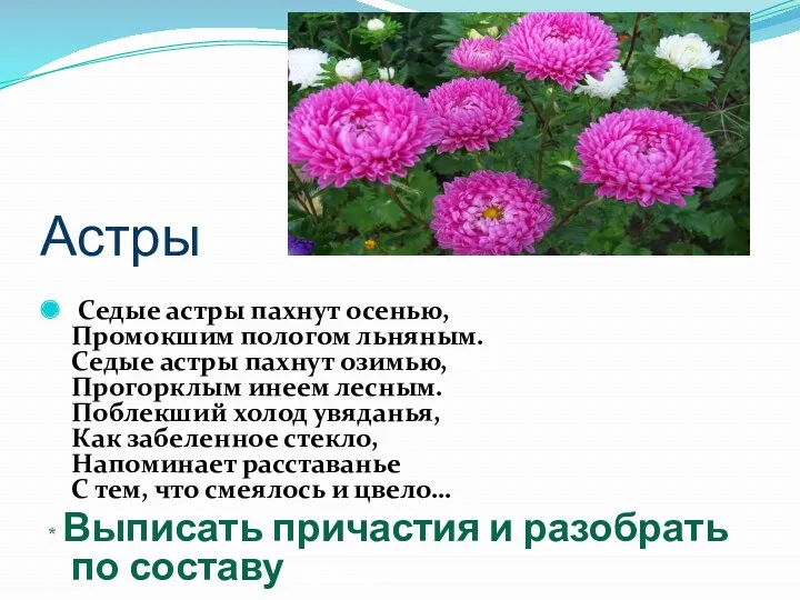 Астры Седые астры пахнут осенью, Промокшим пологом льняным. Седые астры