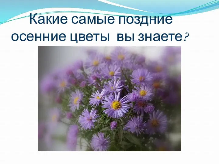 Какие самые поздние осенние цветы вы знаете?