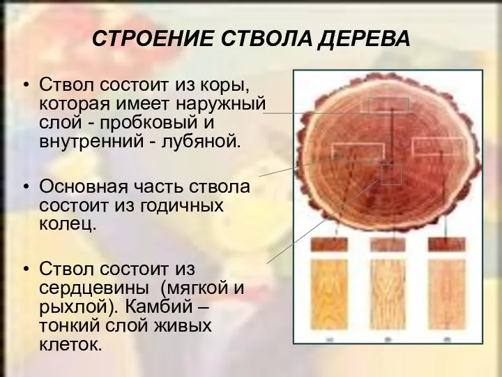 СТРОЕНИЕ СТВОЛА ДЕРЕВА Ствол состоит из коры, которая имеет наружный