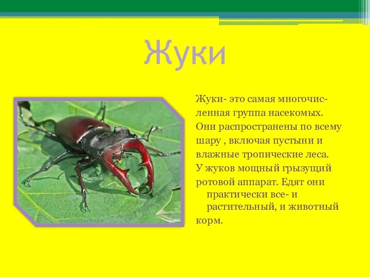 Жуки Жуки- это самая многочис- ленная группа насекомых. Они распространены по всему шару