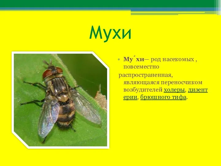 Мухи Му́хи— род насекомых , повсеместно распространенная, являющаяся переносчиком возбудителей холеры, дизентерии, брюшного тифа.