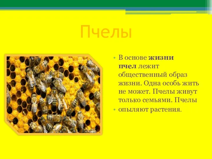 Пчелы В основе жизни пчел лежит общественный образ жизни. Одна особь жить не