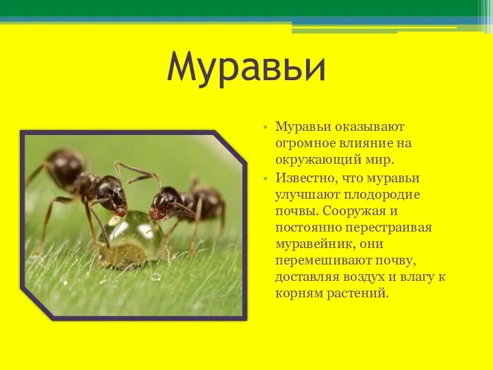Муравьи Муравьи оказывают огромное влияние на окружающий мир. Известно, что муравьи улучшают плодородие