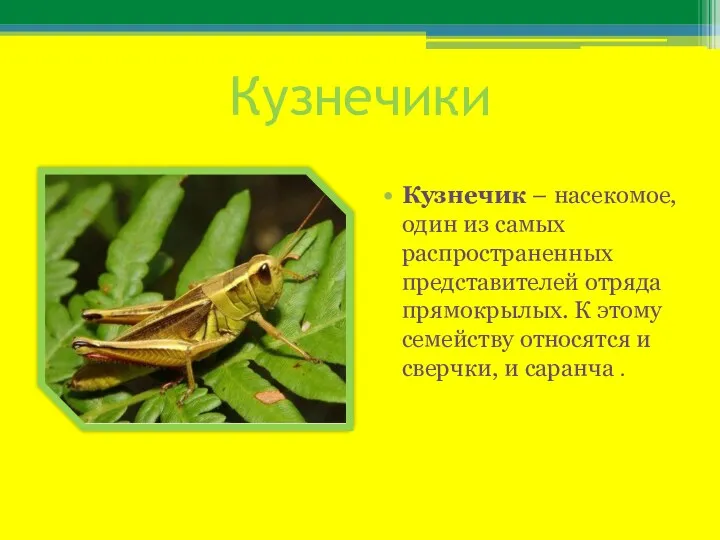 Кузнечики Кузнечик – насекомое, один из самых распространенных представителей отряда прямокрылых. К этому