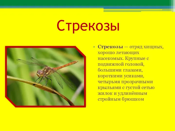 Стрекозы Стрекозы — отряд хищных, хорошо летающих насекомых. Крупные с подвижной головой, большими